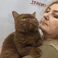 Фестиваль кошек для всей семьи — выставка кошек разных пород, котята, зона общения и шоу мыльных пузырей