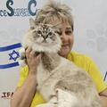 Фестиваль кошек для всей семьи — выставка кошек разных пород, котята, зона общения и шоу мыльных пузырей