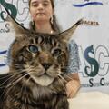 Фестиваль кошек для всей семьи — выставка кошек разных пород, котята, зона общения и шоу мыльных пузырей