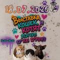 Выставка кошек в Ашкелоне