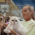Выставка кошек в Ашкелоне