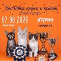 Выставка кошек в Ашкелоне