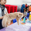 Международная выставка кошек