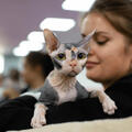 Международная выставка кошек