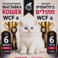 Вставка кошек и котят