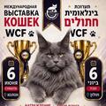 Вставка кошек и котят