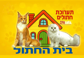 תערוכת חתולים בינלאומית והופעה - בית החתול