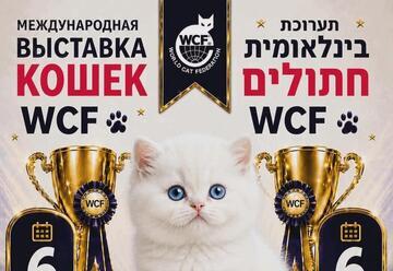 Вставка кошек и котят