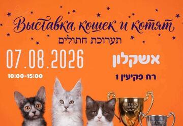 Выставка кошек в Ашкелоне