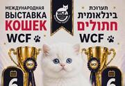 תערוכת חתולים בחולון